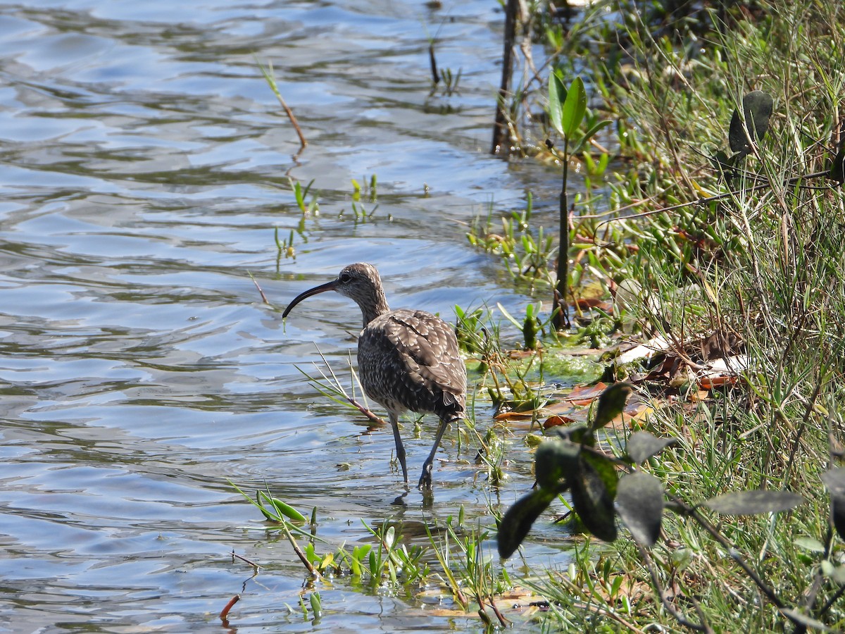 Regenbrachvogel - ML614991711