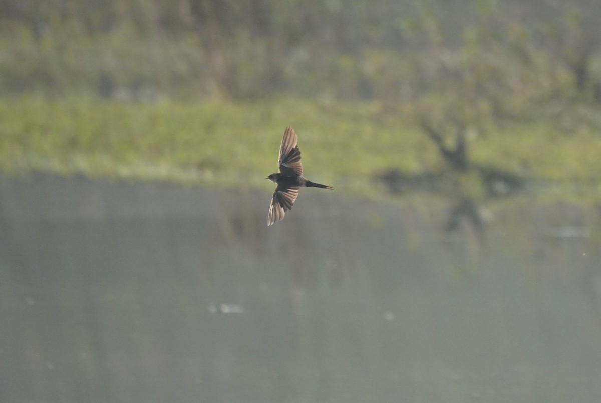 Asian Palm Swift - ML614991714