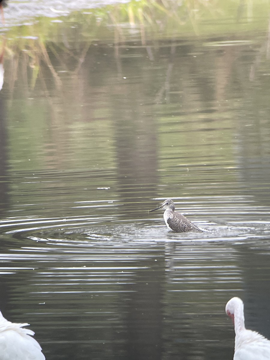 Greater Yellowlegs - ML614991736