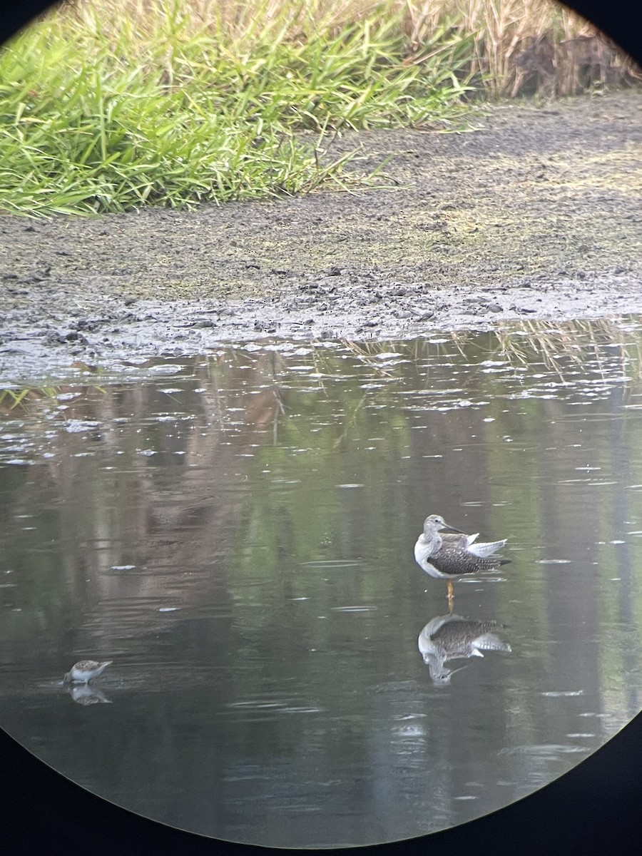 Greater Yellowlegs - ML614991737