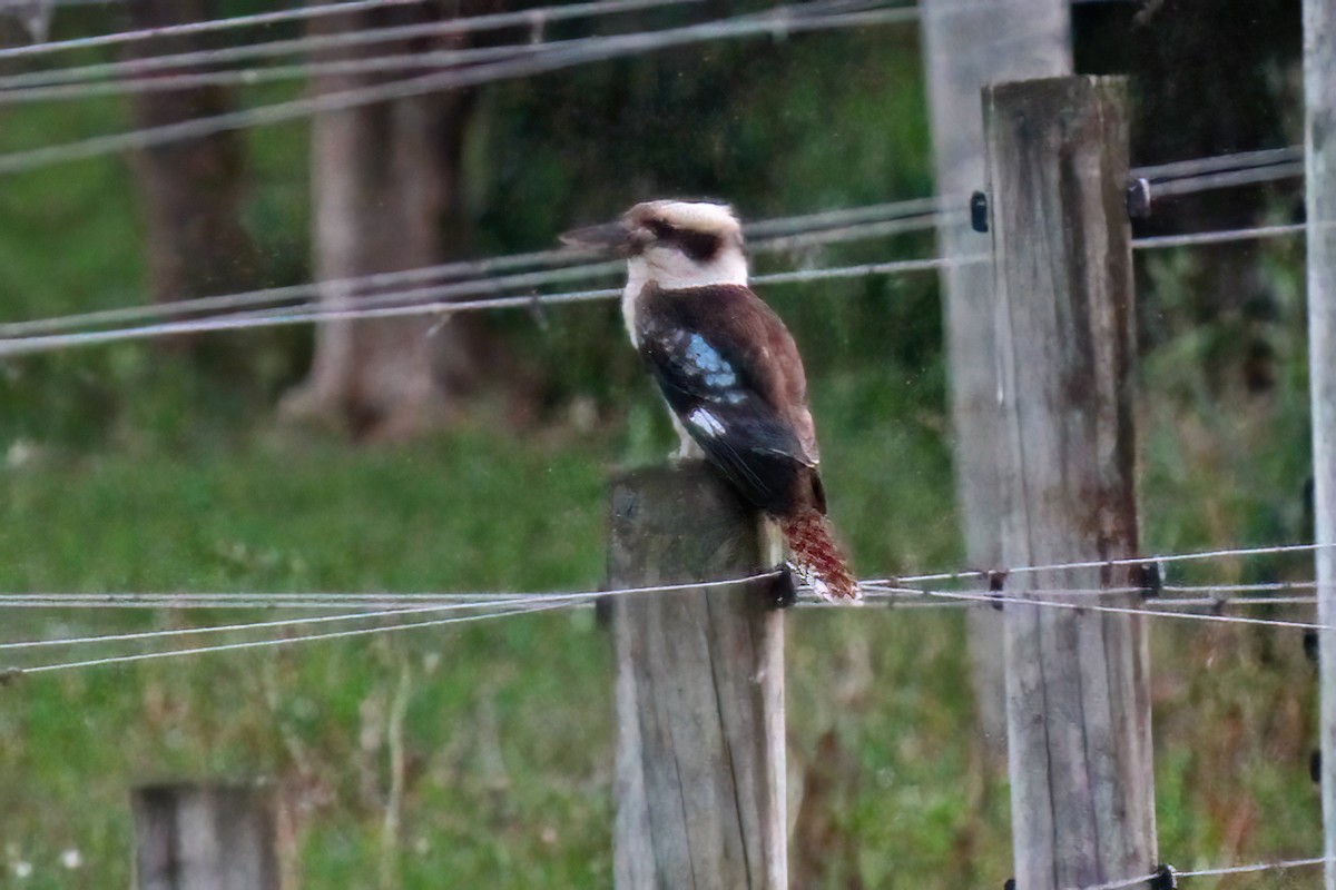 Laughing Kookaburra - Phil Swanson