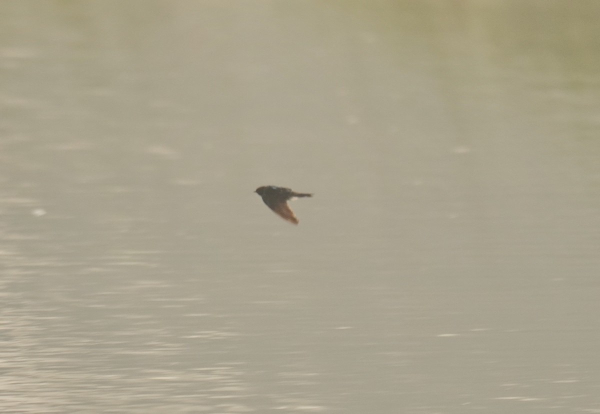 Streak-throated Swallow - ML614991803