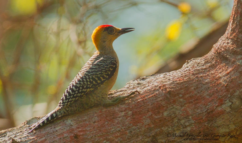 Golden-cheeked Woodpecker - ML61499181