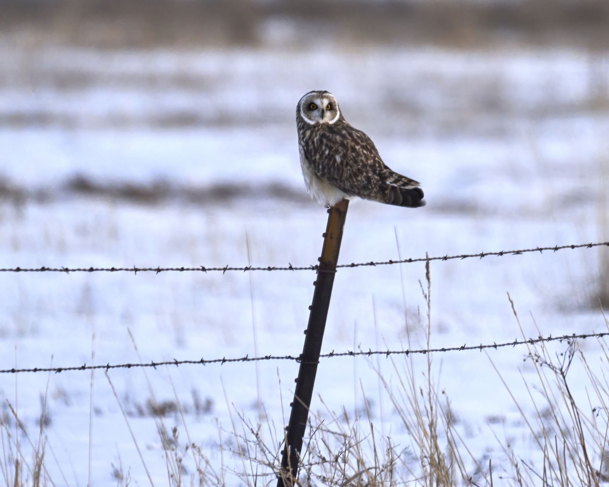 Short-eared Owl - ML614991824