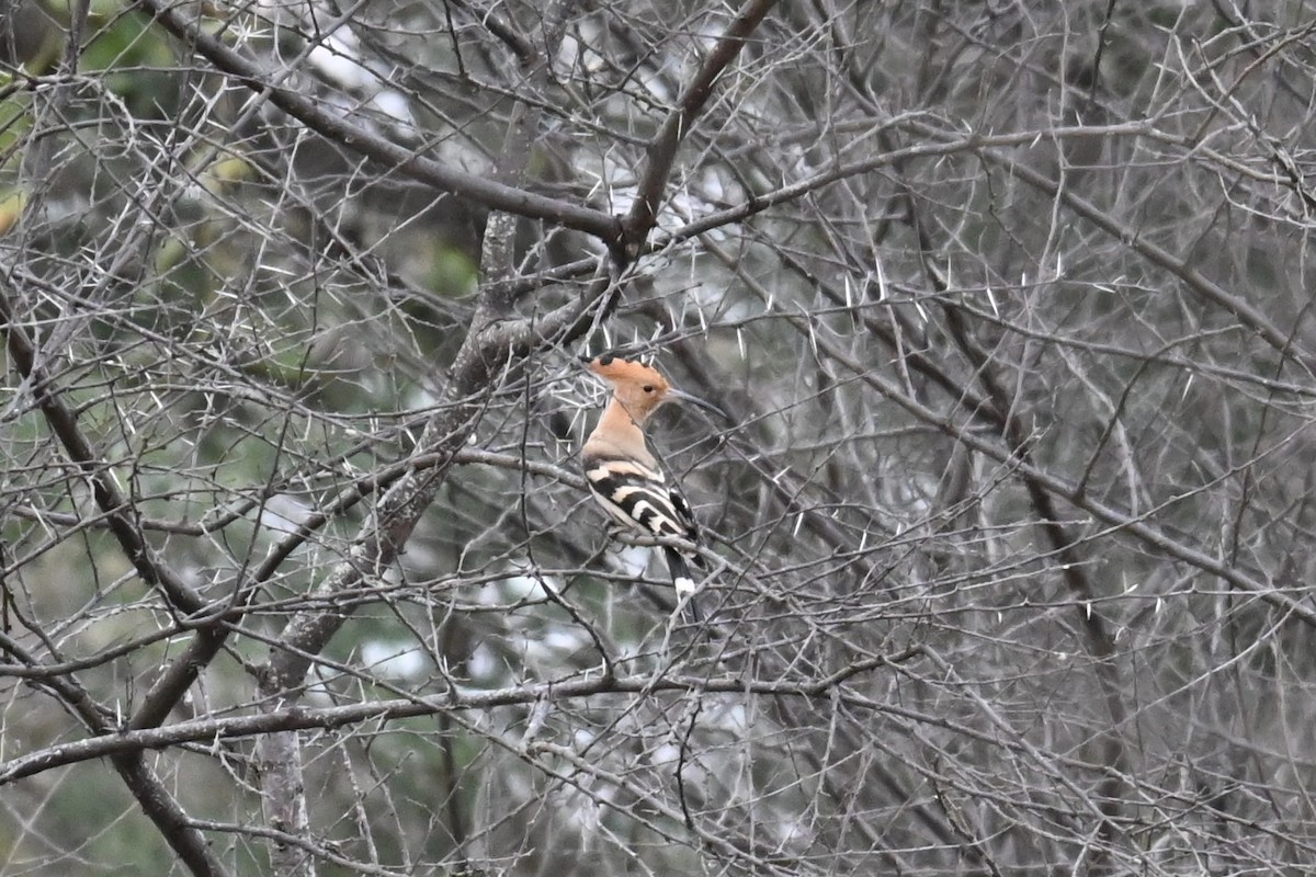 Eurasian Hoopoe - ML614991836