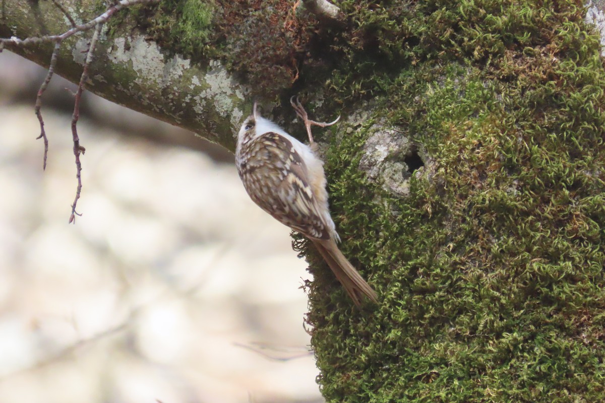 Short-toed Treecreeper - ML614991852