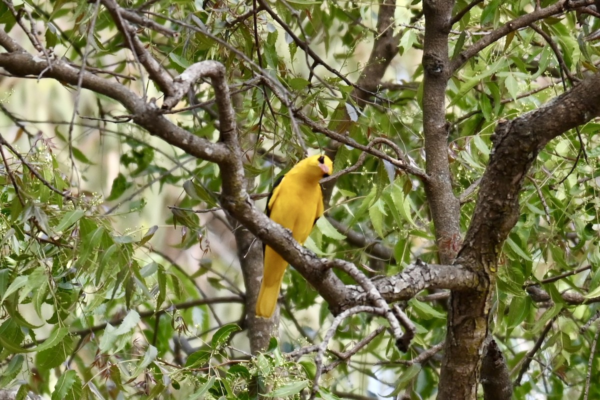 Indian Golden Oriole - ML614991917