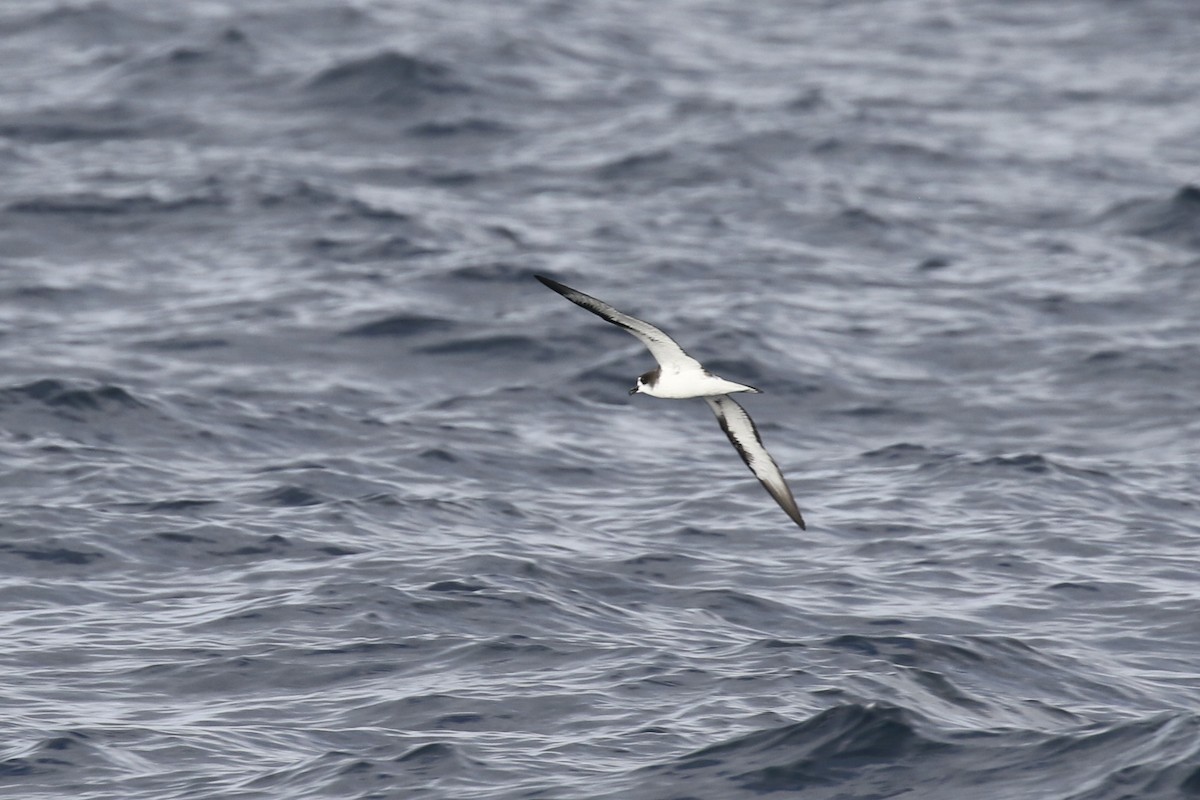 Galapagos Petrel - Susan Murphy