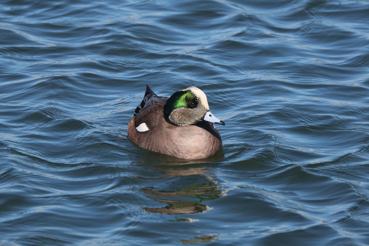 Canard d'Amérique - ML614991976