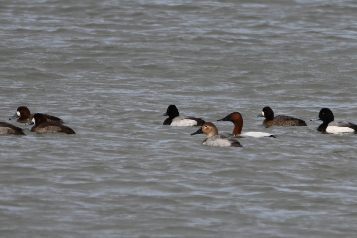 Canvasback - ML614992008