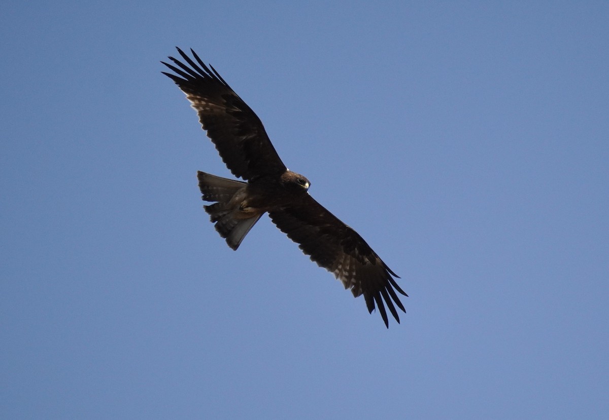 Booted Eagle - ML614992040