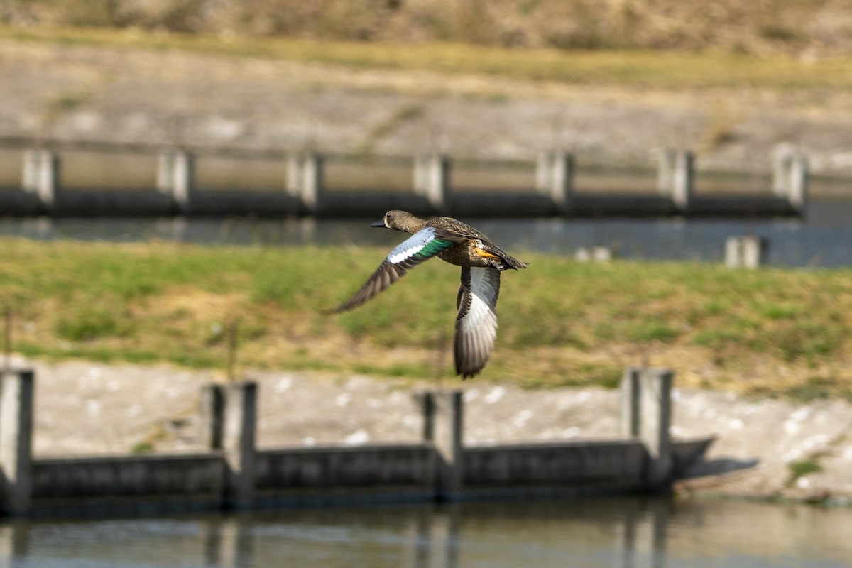 Blue-winged Teal - ML614992053