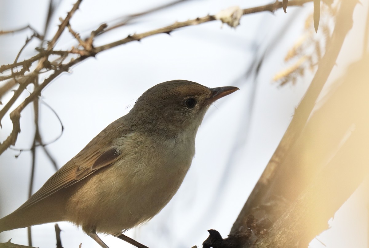 Thick-billed Warbler - ML614992059