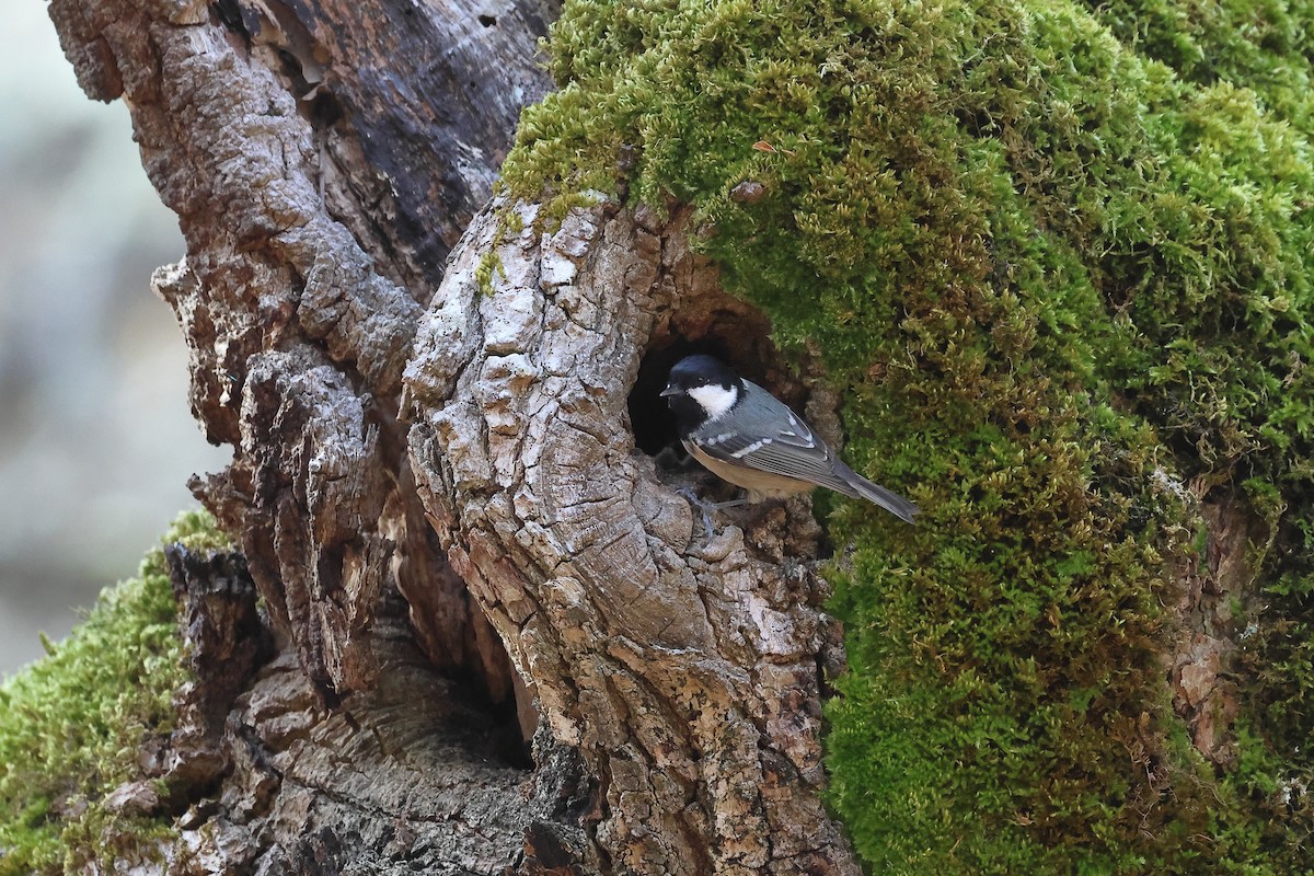 Coal Tit - ML614992090