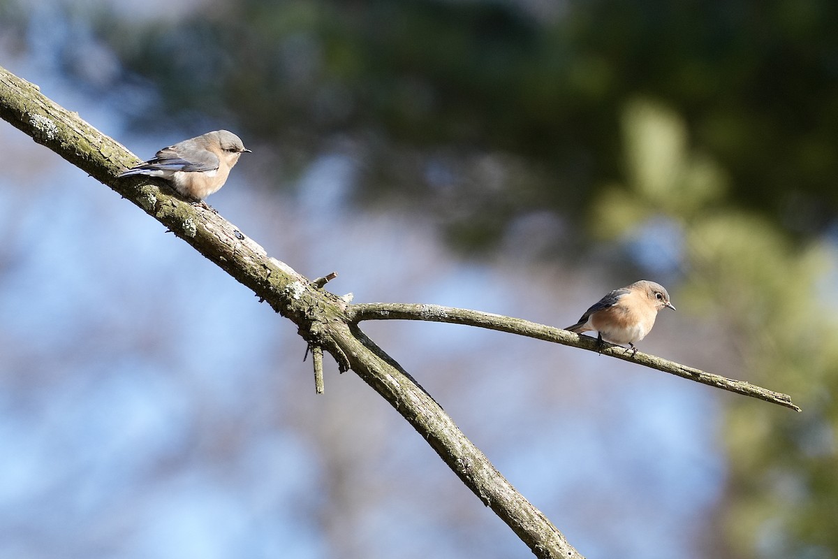 Eastern Bluebird - ML614992126