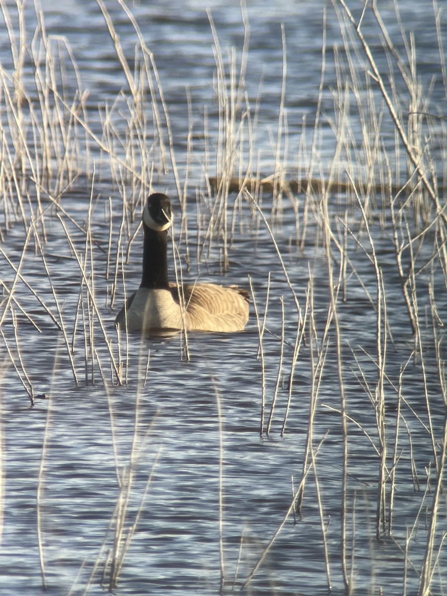 Canada Goose - ML614992145