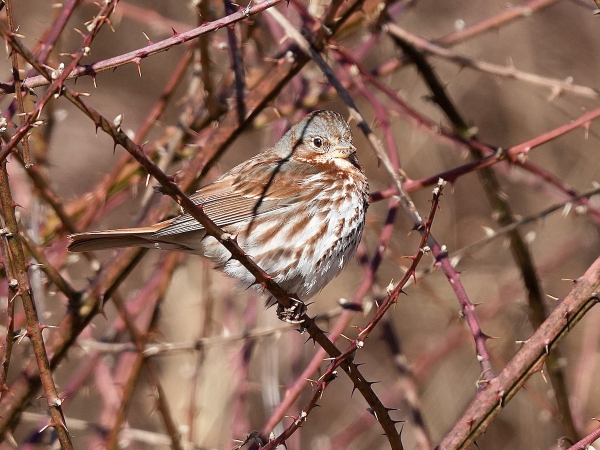 Fox Sparrow - Stacy Rabinovitz