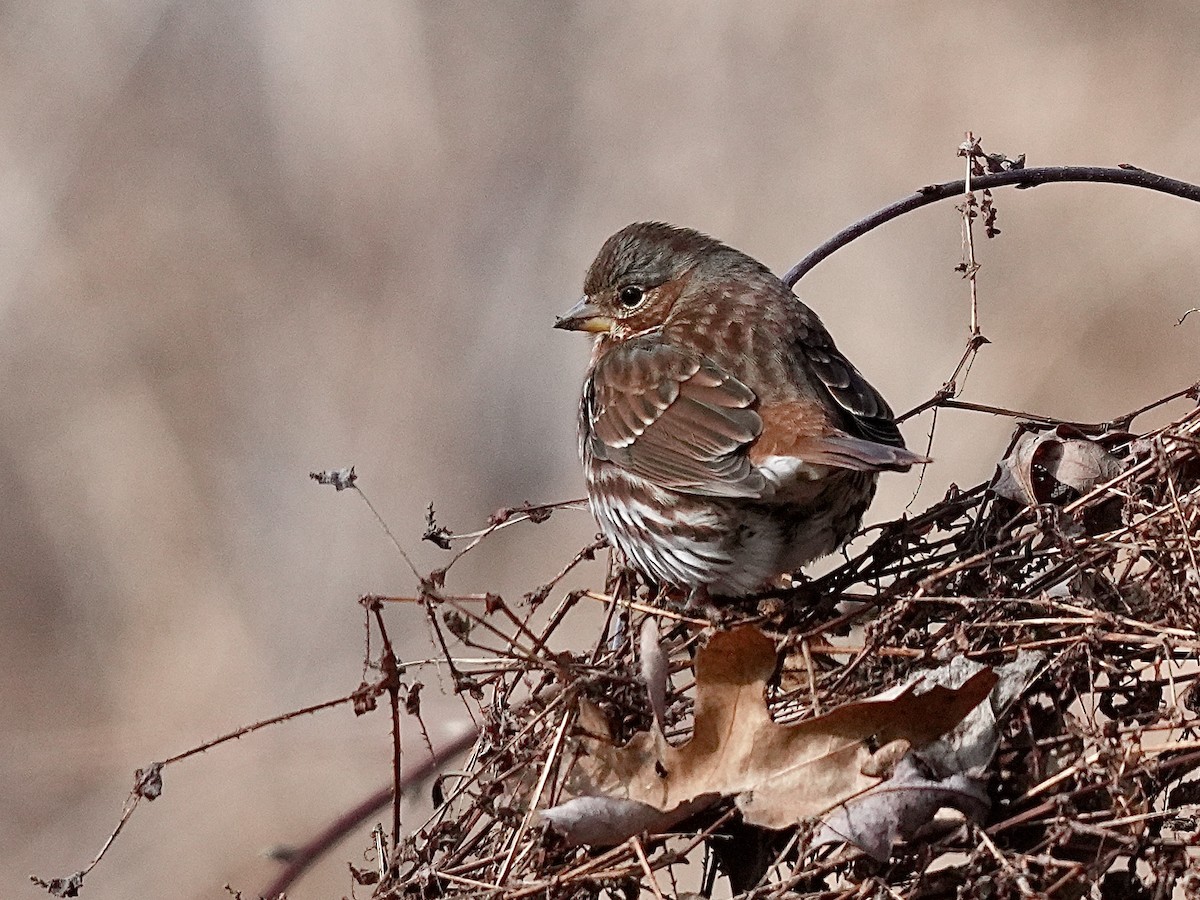 Fox Sparrow - Stacy Rabinovitz