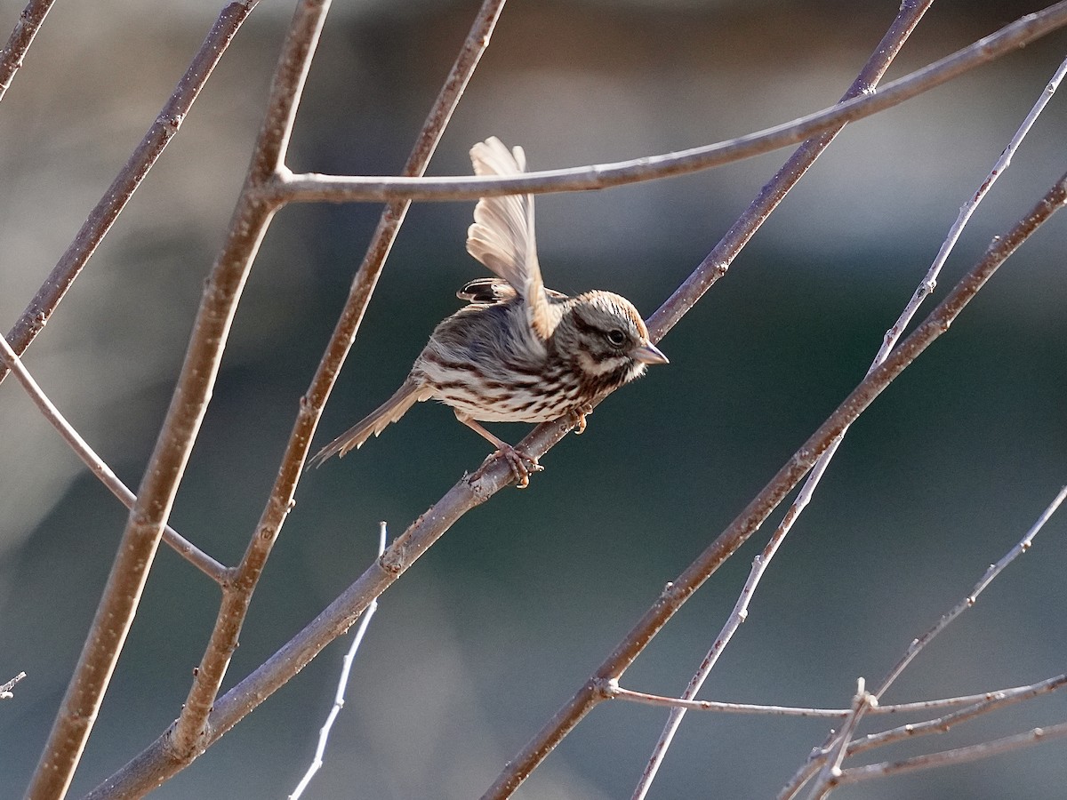 Song Sparrow - ML614992241