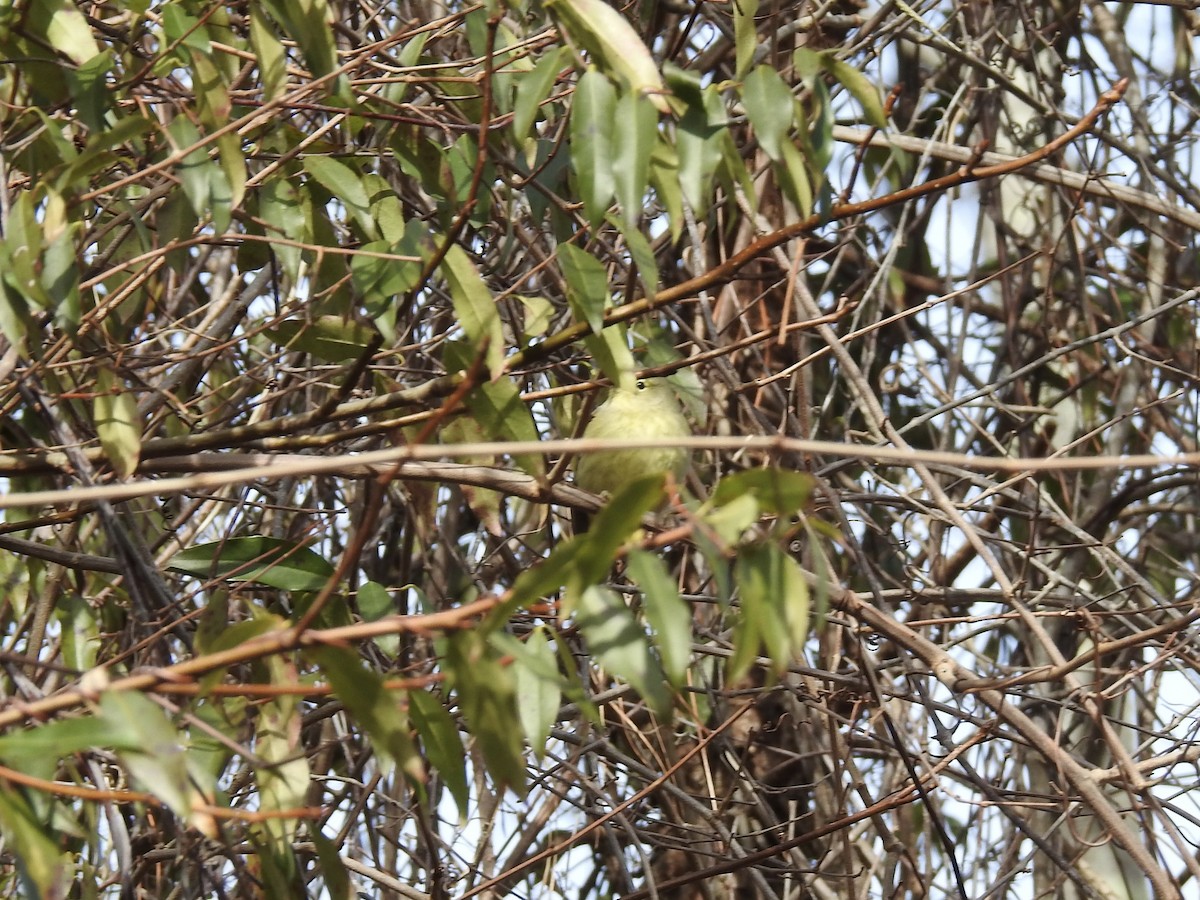 Orange-crowned Warbler - Laura Mae