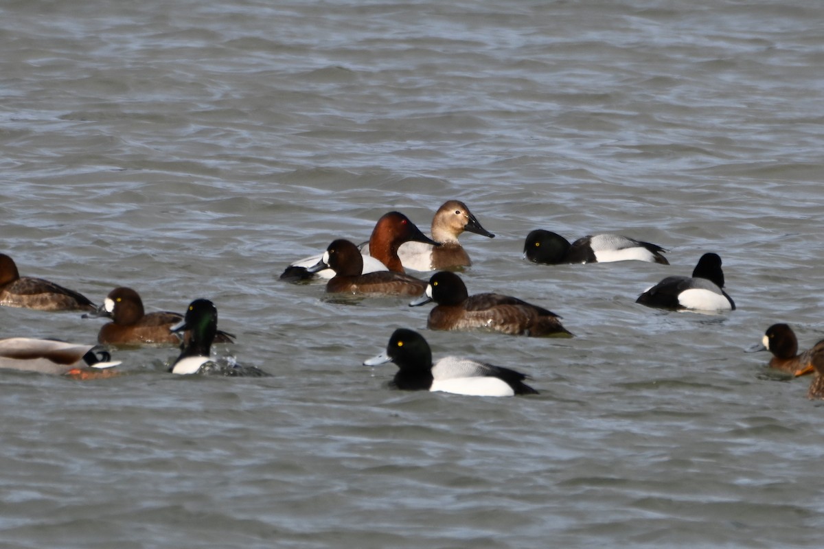 Canvasback - ML614992397