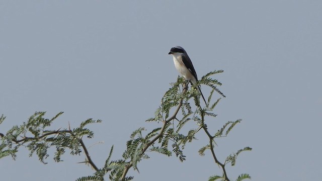 Bay-backed Shrike - ML614992452