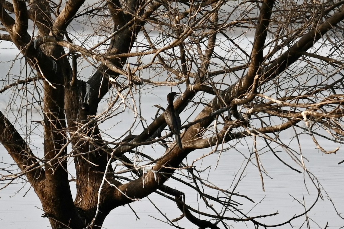 Indian Cormorant - ML614992480