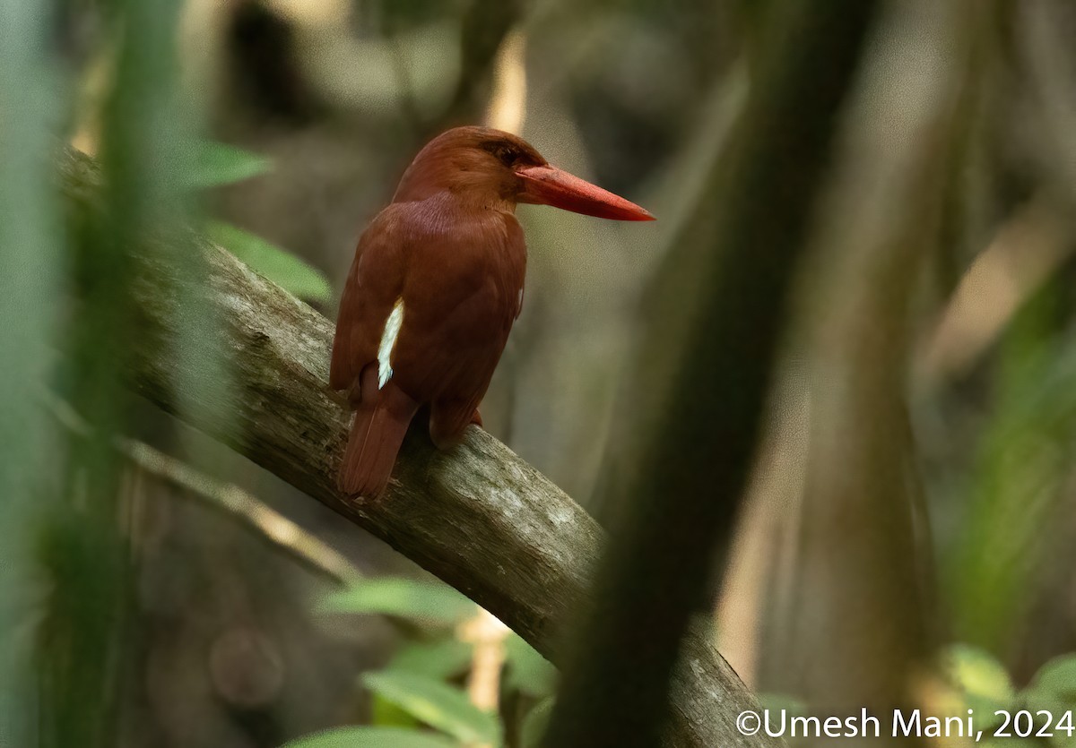 Ruddy Kingfisher - ML614992511