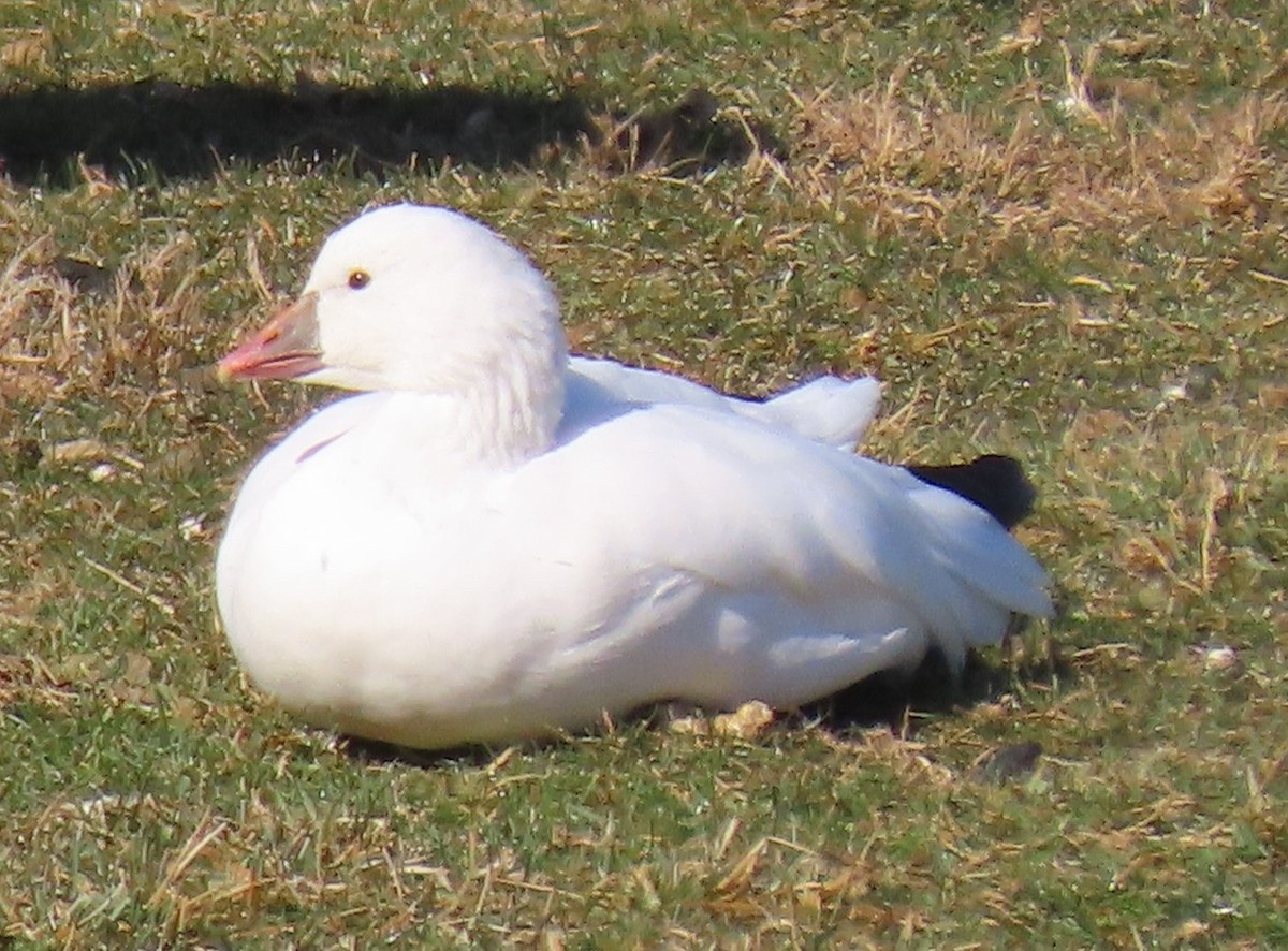 Ross's Goose - ML614992525