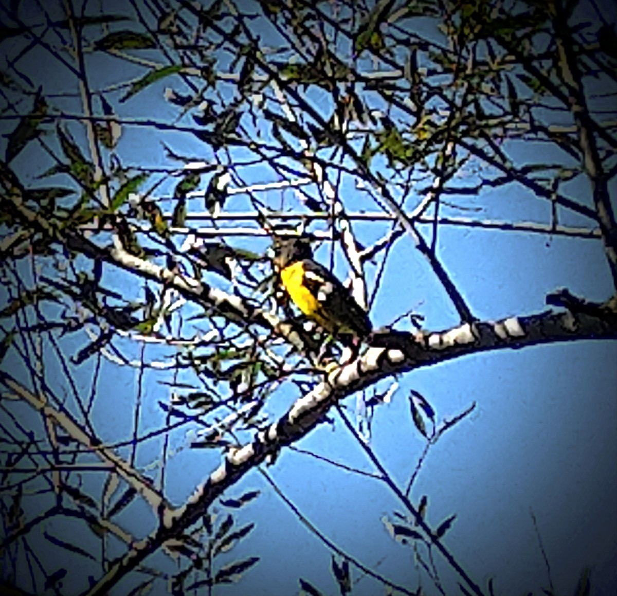 Black-backed Grosbeak - ML614992570