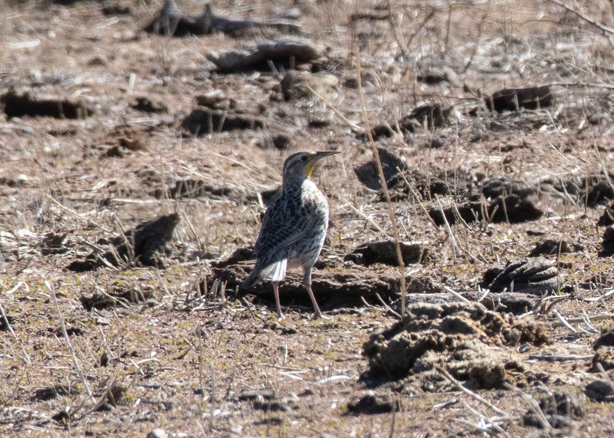 Western Meadowlark - Bente Torvund