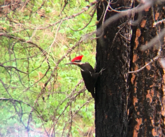 Pileated Woodpecker - ML614992687