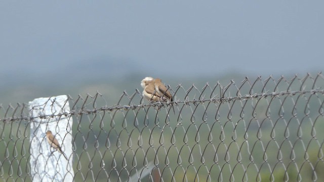 Indian Silverbill - ML614992702