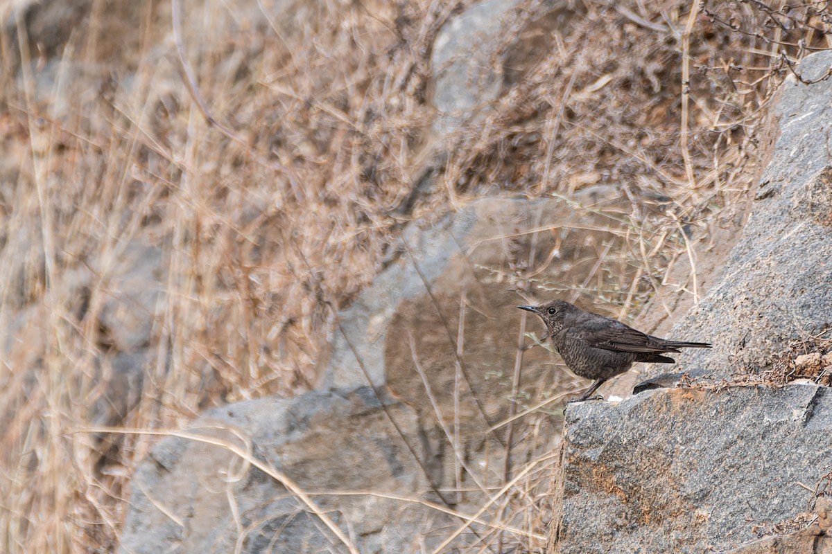 Blue Rock-Thrush - ML614992708