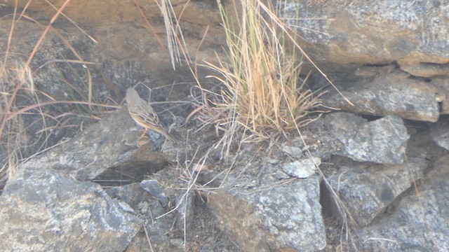 Gray-necked Bunting - ML614992777