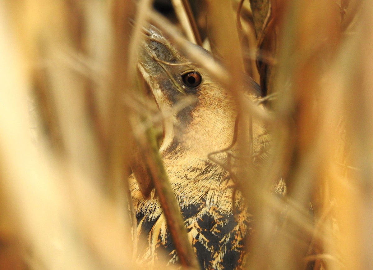 Great Bittern - ML614992795