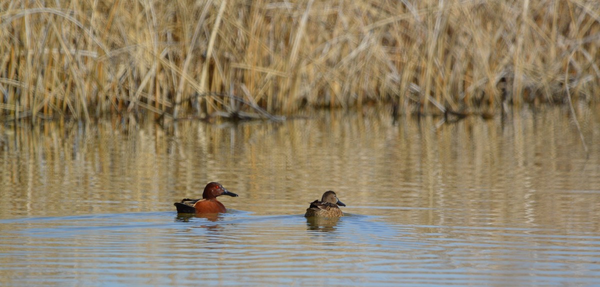 Cinnamon Teal - ML614992886