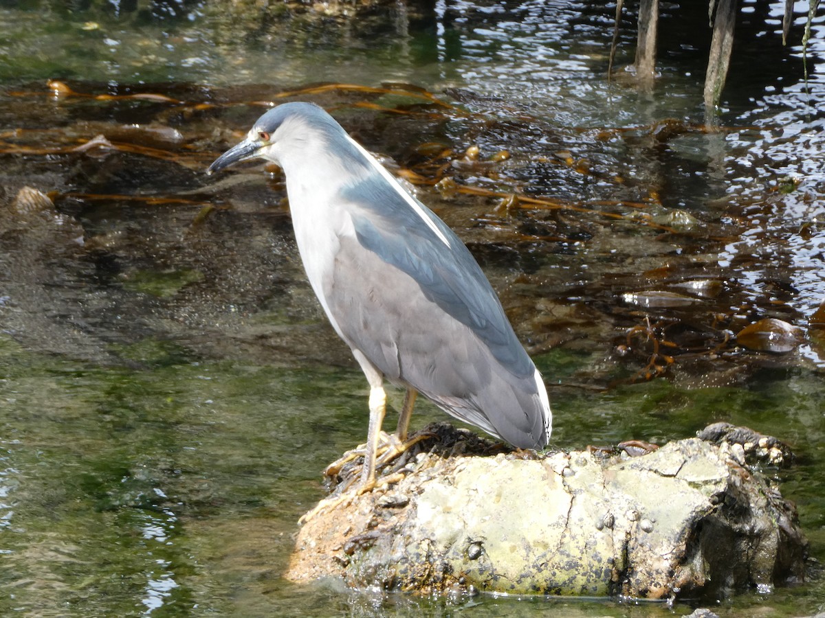 Black-crowned Night Heron - ML614992903