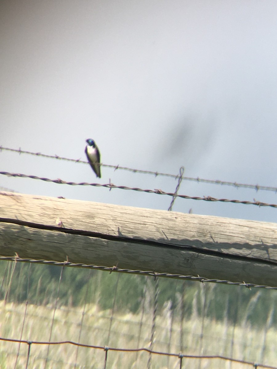 Golondrina Bicolor - ML614992932