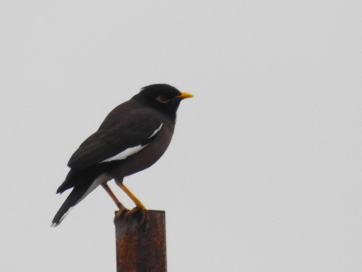 Common Myna - ML614992954