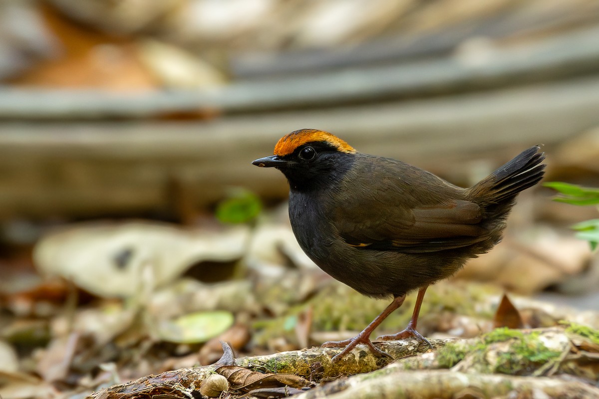 Rufous-capped Antthrush - Victor Castanho