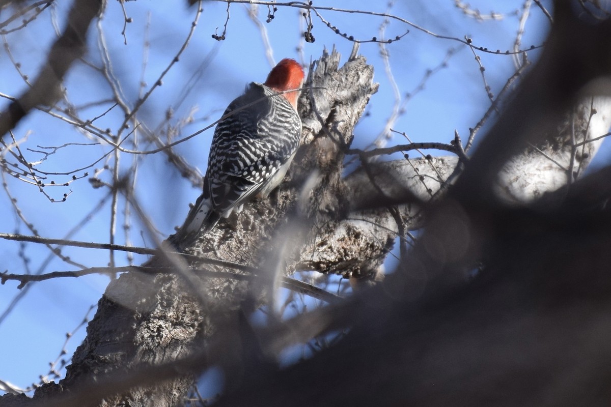 Red-bellied Woodpecker - Ari Rice