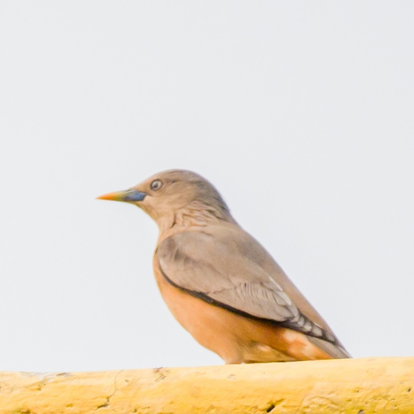 Brahminy Starling - ML614993064