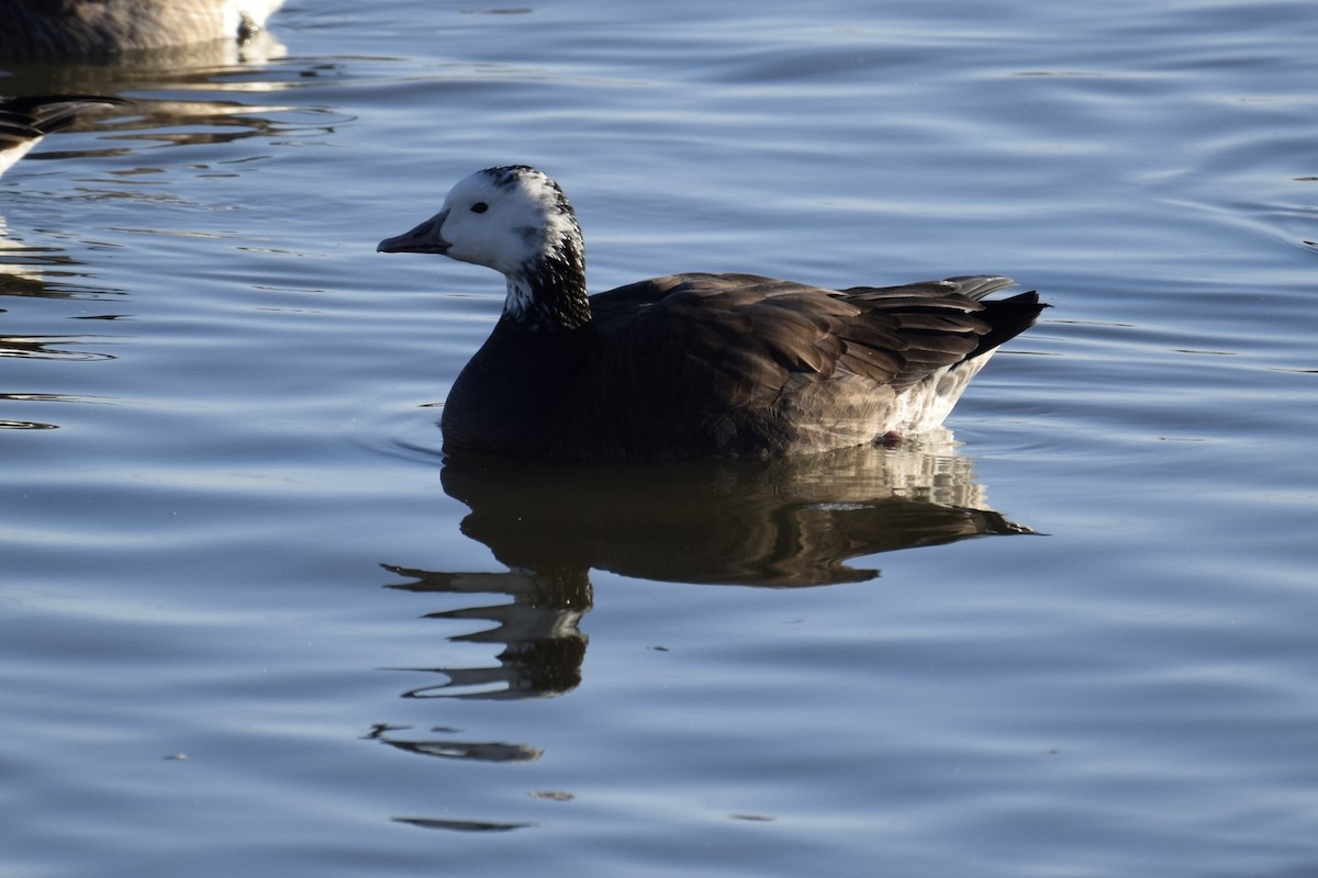 Snow x Cackling Goose (hybrid) - ML614993118