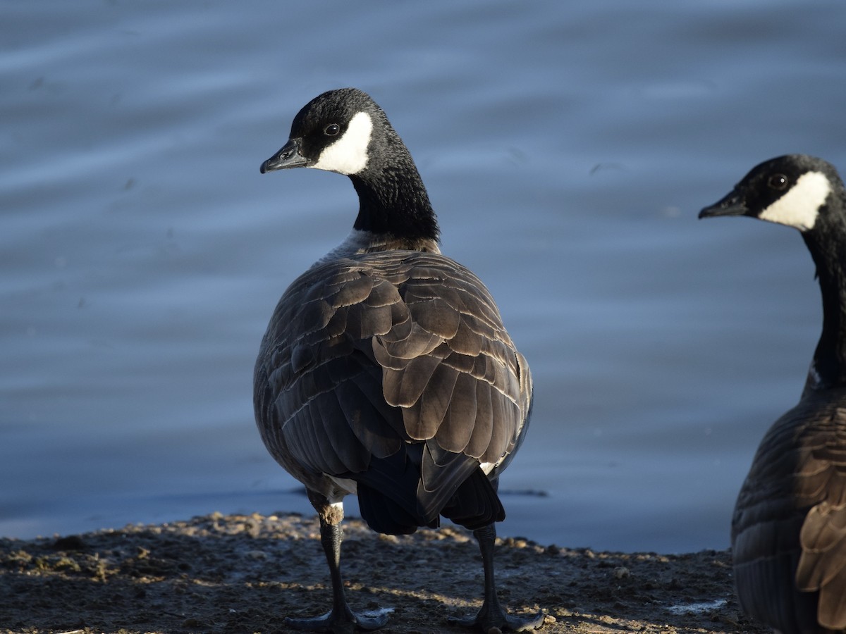 Cackling Goose - ML614993129