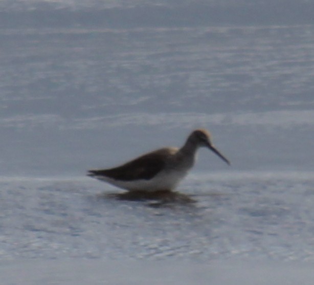 Greater Yellowlegs - ML614993331