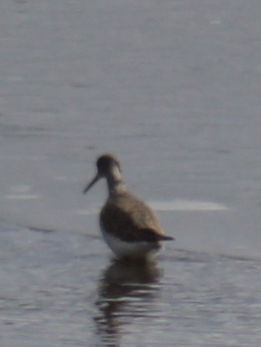 Greater Yellowlegs - ML614993350