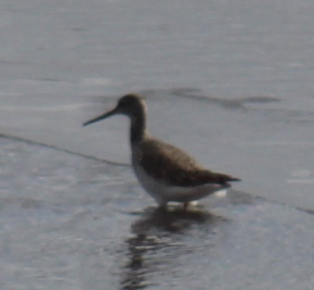 Greater Yellowlegs - Mark Boehler