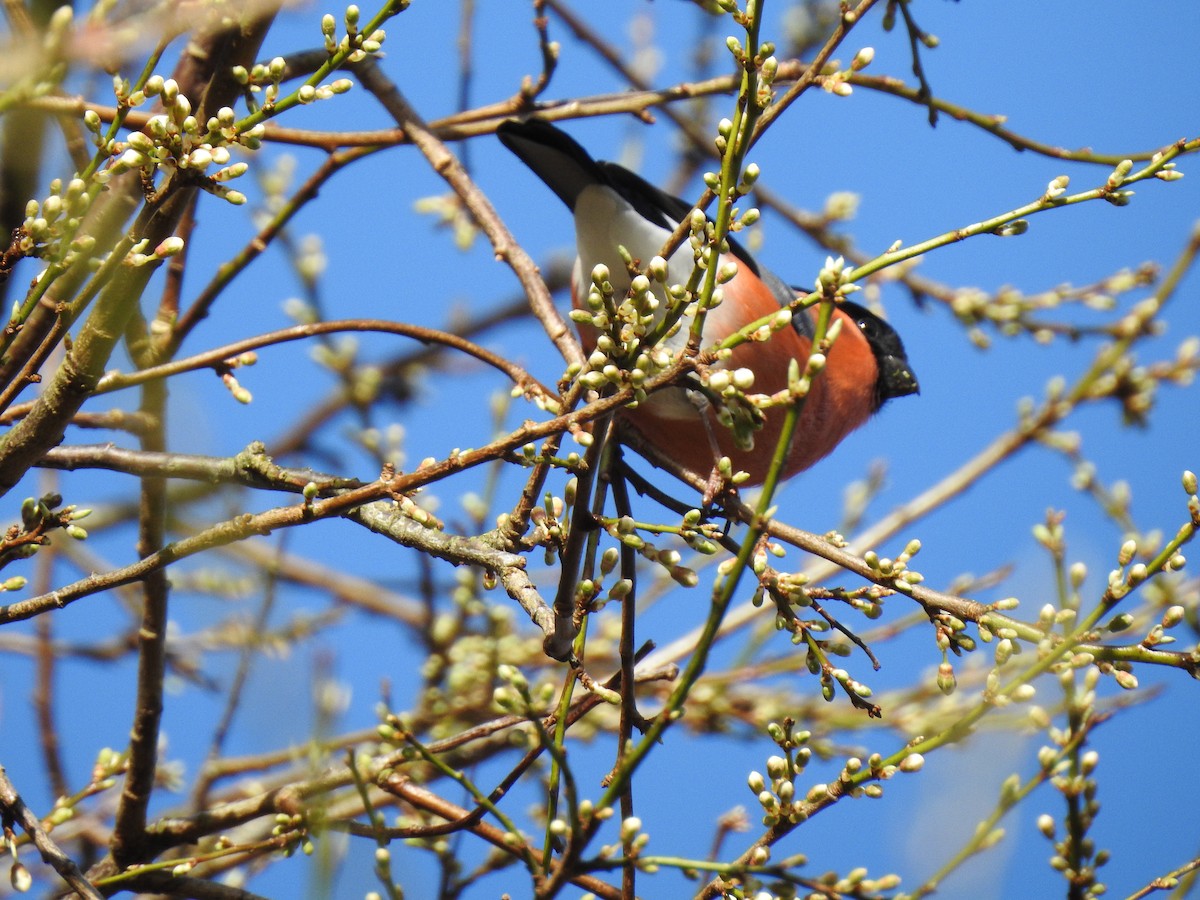 Eurasian Bullfinch - Alan Younger