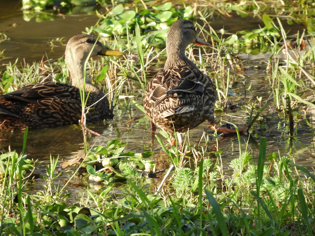 Mottled Duck - ML614993489